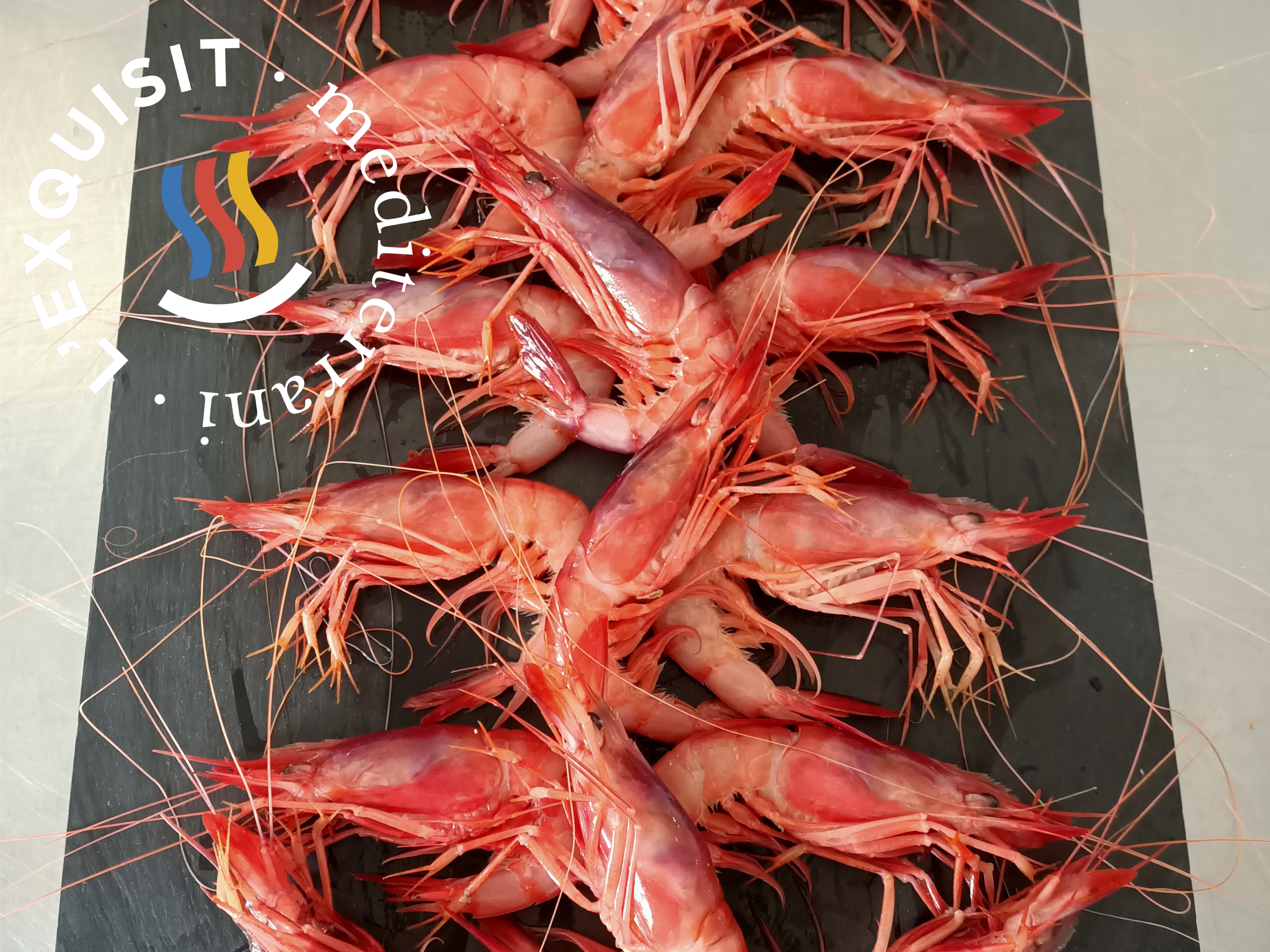 gamba roja